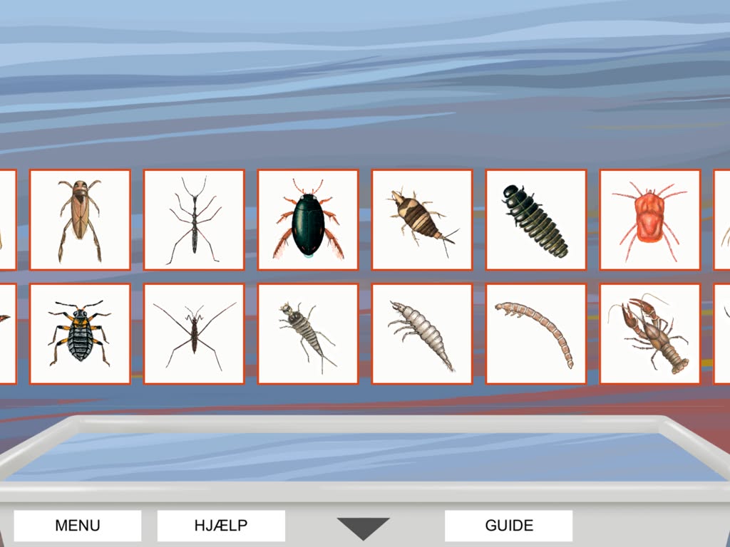Waterbugs – identifying the animals