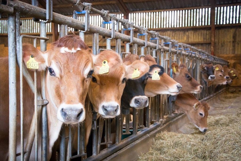 Jersey cows